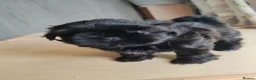 Shih Tzu dogs for sale: Beautiful Black Shih Tzu Puppies  - Advert 8