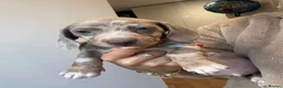 Dachshund dogs for sale: 1 female 4 male beautiful dachshund puppies  - Advert 6