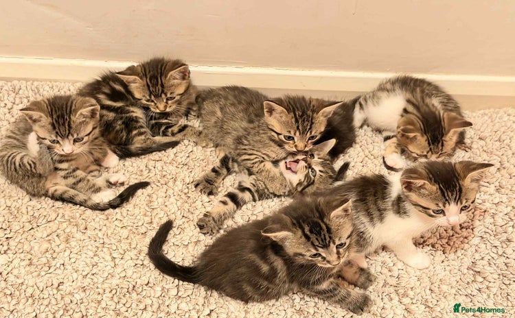 Mixed Breed cats - Advert 8