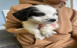 Mixed Breed dogs for sale: Two male cocker spaniel/shih tzu pups - Image 9