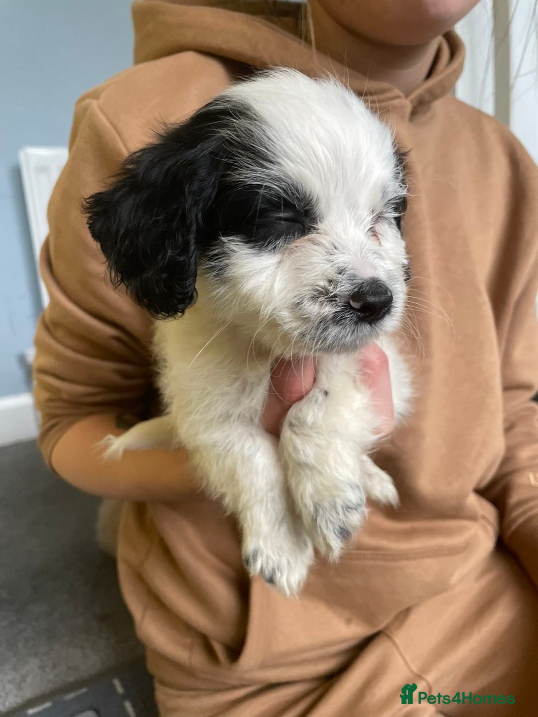 Mixed Breed dogs for sale: Two male cocker spaniel/shih tzu pups - Image 9