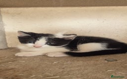 Mixed Breed cats for sale: Kittens  - Image 3