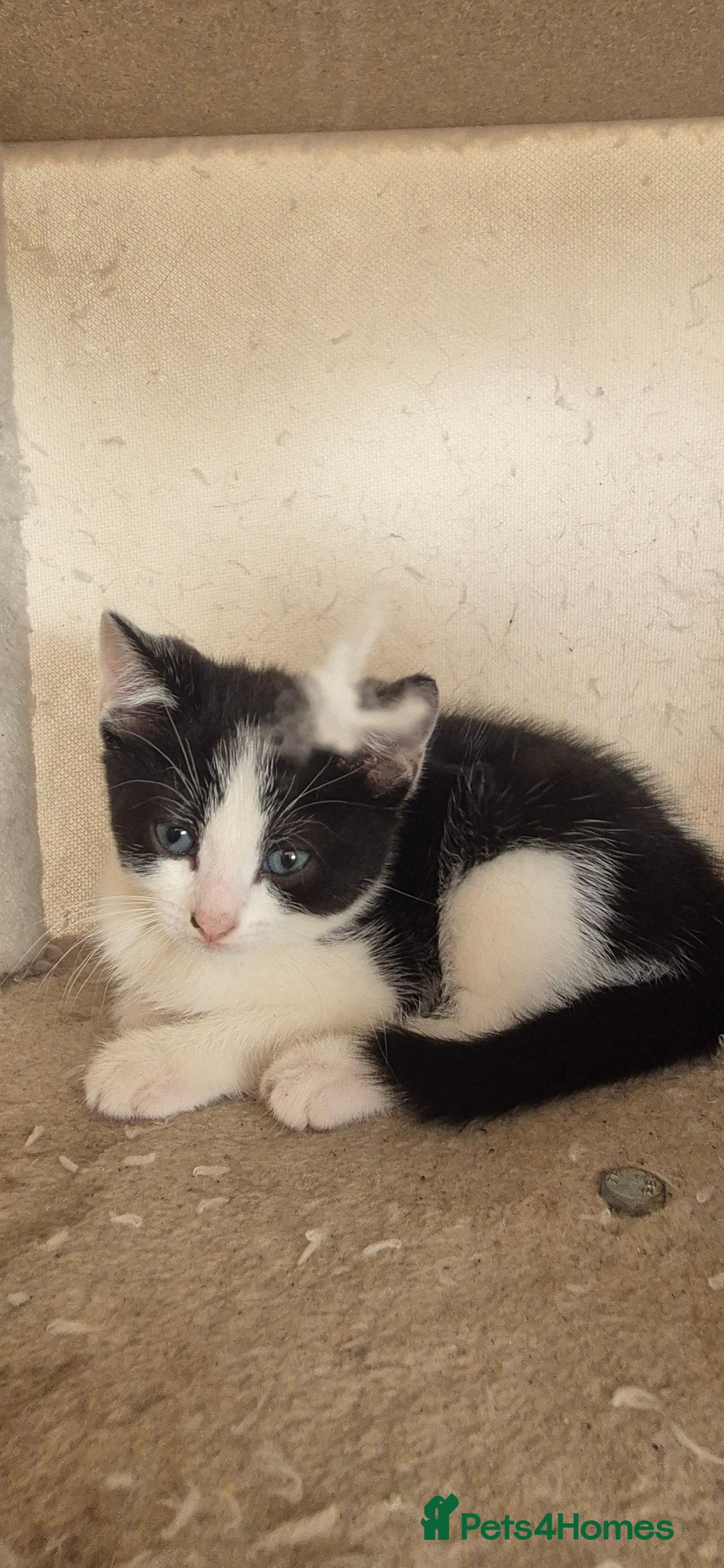 Mixed Breed cats for sale: Kittens  - Image 3