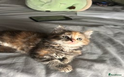 Perdoll cats for sale: Ragdoll cross kitten (all available)😻 - Image 2