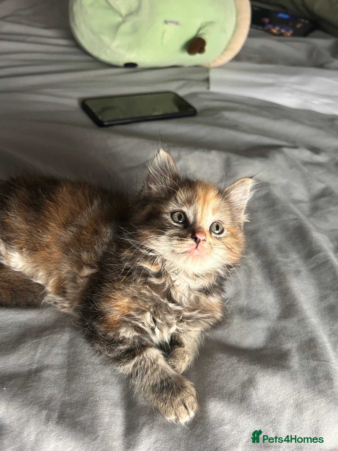 Perdoll cats for sale: Ragdoll cross kitten (all available)😻 - Image 2