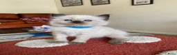 Ragdoll cats for sale: Ragdoll Kittens  - Advert 1