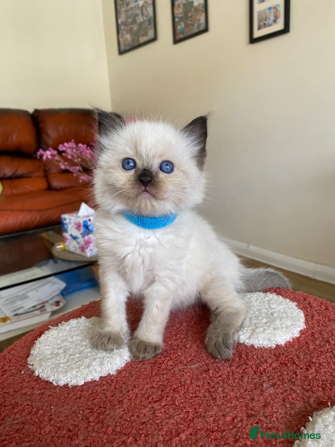 Ragdoll cats for sale: Ragdoll Kittens  - Advert 1