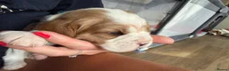 Beaglier dogs for sale: 🐾 Millie’s Beautiful Second & Final Litter 🐾 - Advert 25