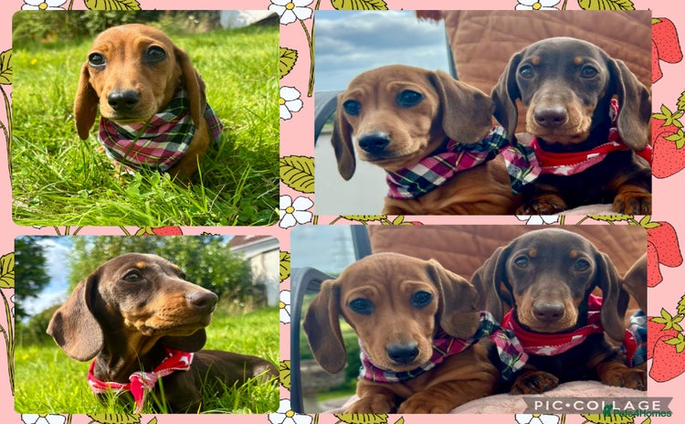 Miniature Dachshund dogs - Advert 13