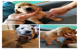 Golden Retriever dogs for sale: 2 girls and 2 boys available! Ready on Monday  - Image 4