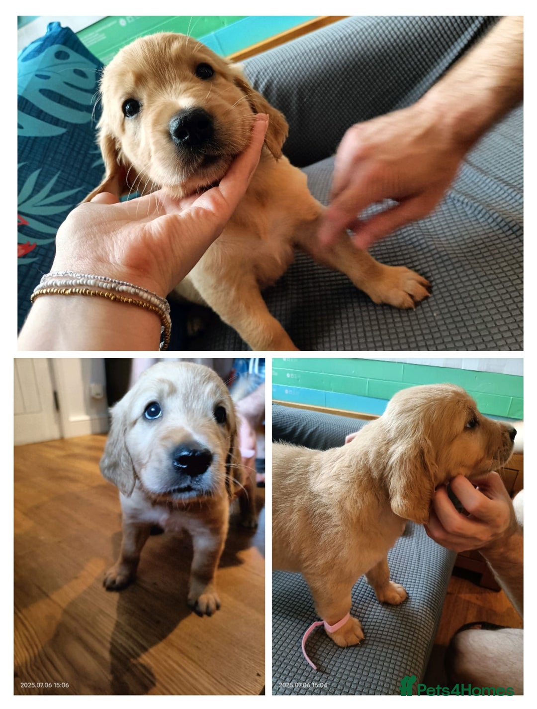 Golden Retriever dogs for sale: 2 girls and 2 boys available! Ready on Monday  - Image 4