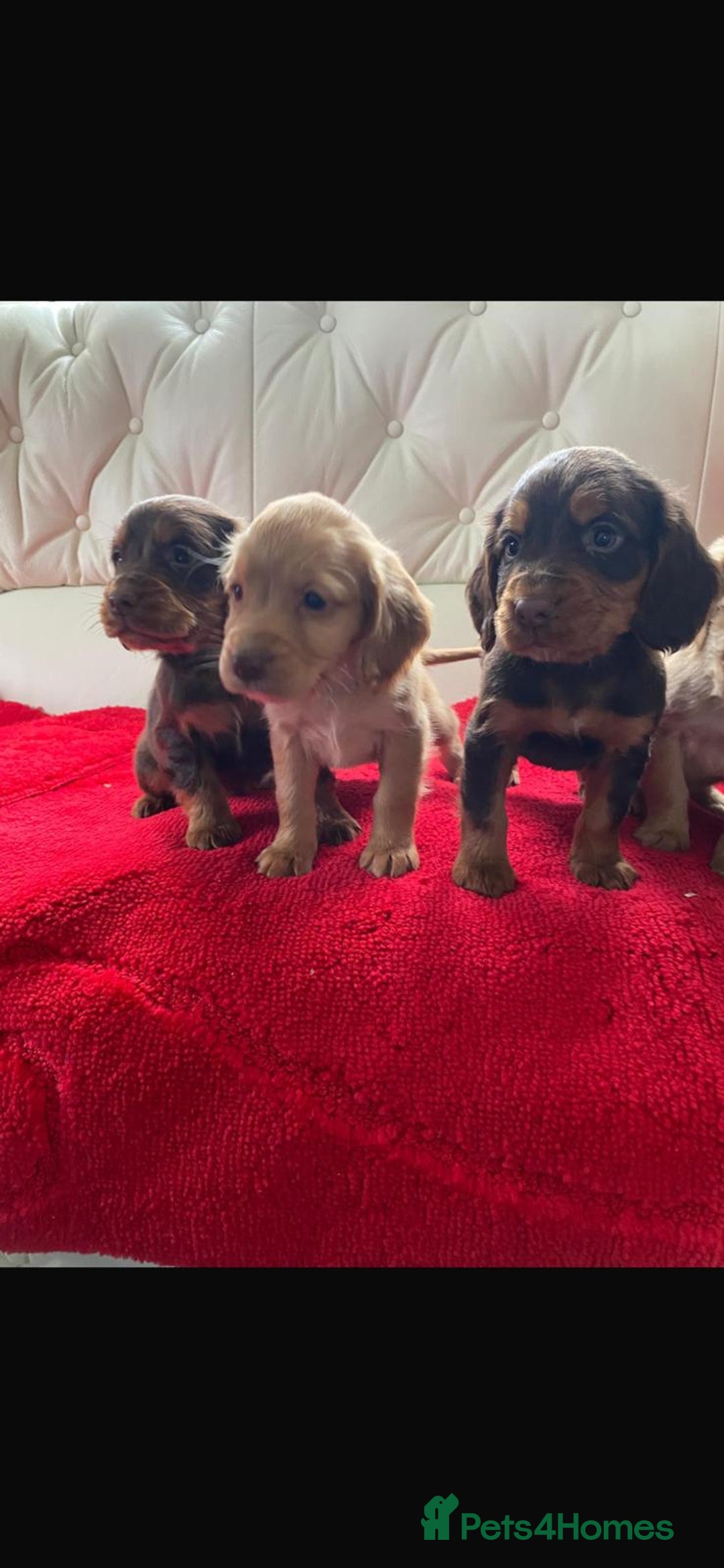 Cocker Spaniel dogs for sale: Beautiful litter of cocker spaniel puppys - Advert 17