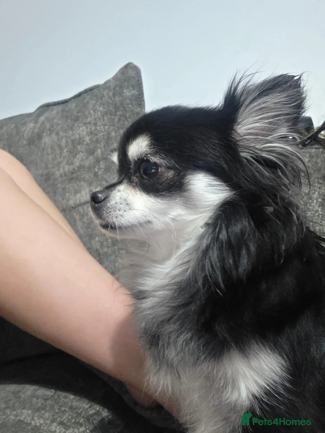 Chihuahua dogs for sale: GORGEOUS LONG-HAIRED CHIHUAHUA BOY in Wrexham - Advert 2