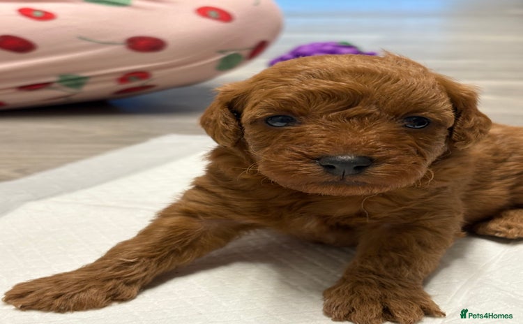 Jackapoo dogs - Advert 2