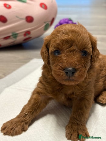 Jackapoo dogs - Advert 2