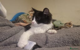 Maine Coon cats for sale: 2 male kittens £200 for both - Image 1