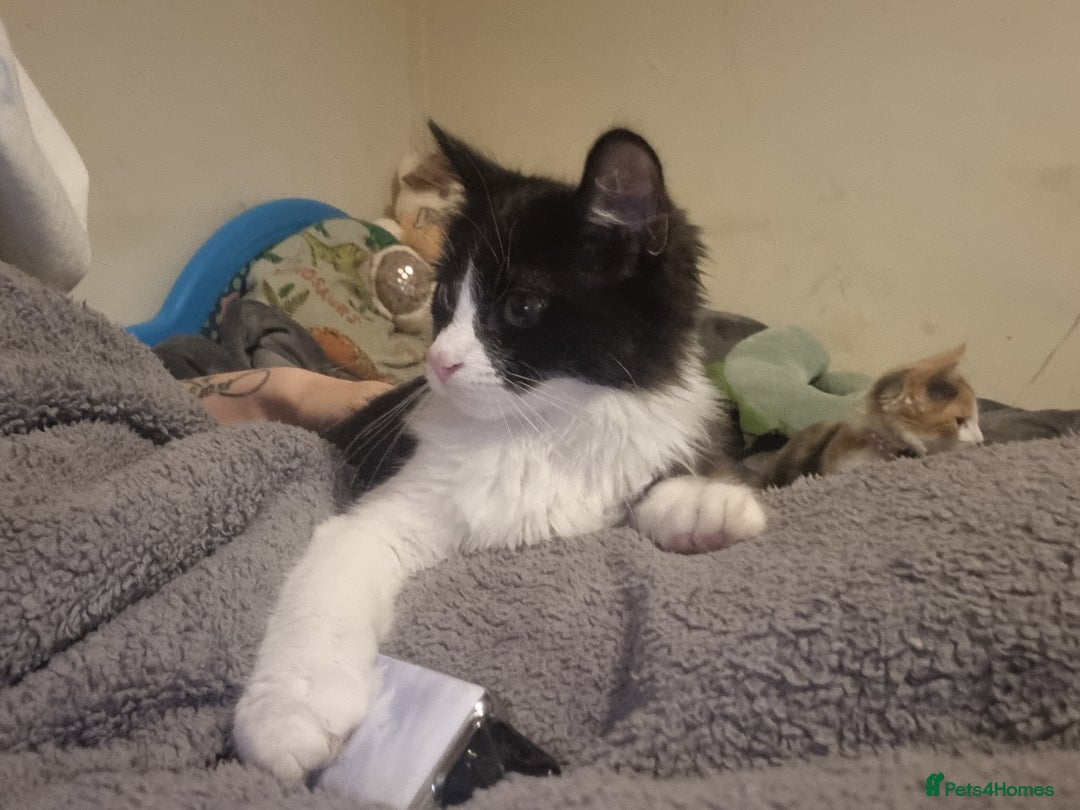 Maine Coon cats for sale: 2 male kittens £200 for both - Image 1