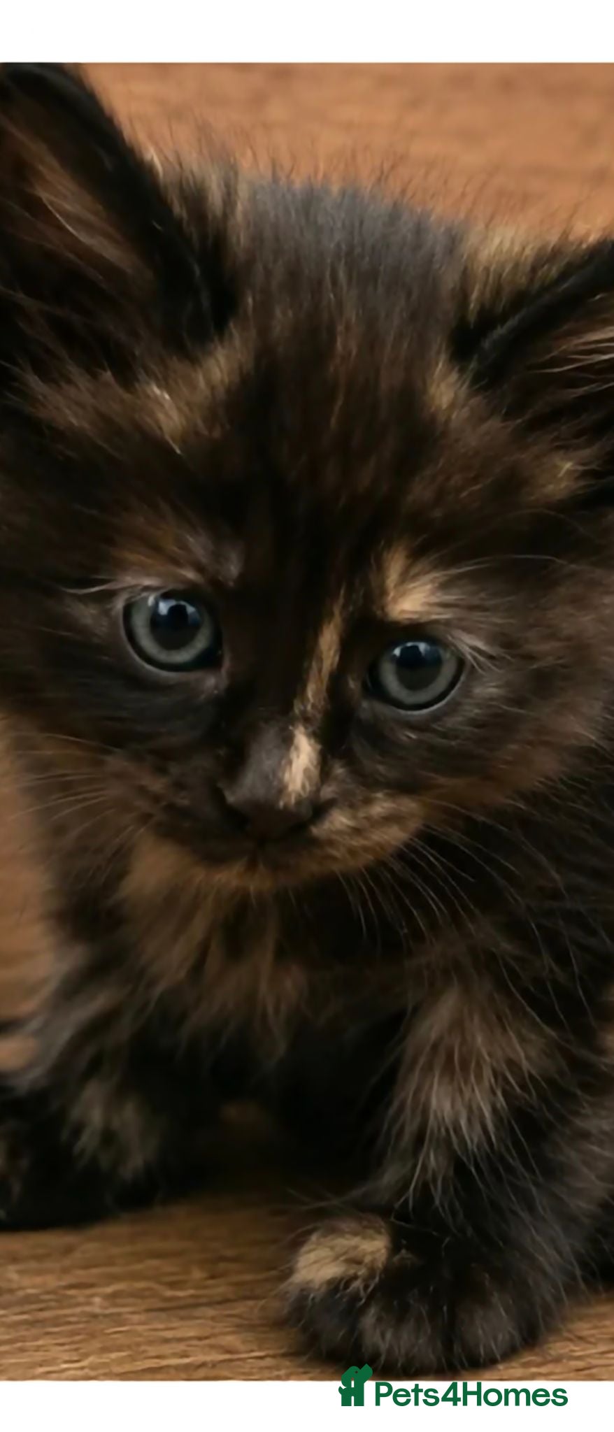 Maine Coon cats Rare colour Tortie smoke - Advert 1