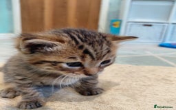 Maine Coon cats for sale: Kittens for sale half main coon - Image 13