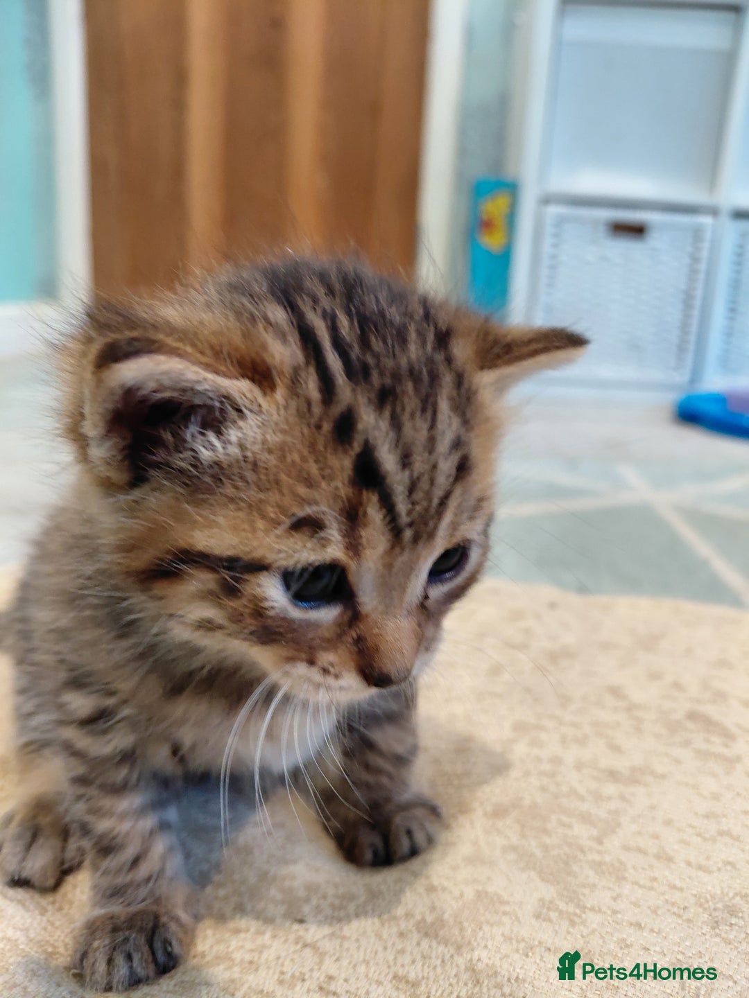 Maine Coon cats for sale: Kittens for sale half main coon - Image 13