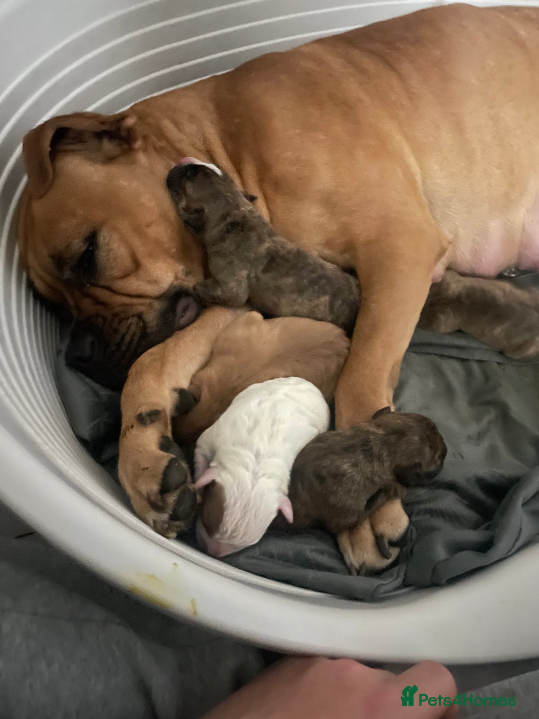 Mixed Breed dogs for sale: Bullmastiff x mixed breed  - Image 12