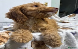 Cockapoo dogs for sale: F1 Cockapoo puppy’s  - Image 10