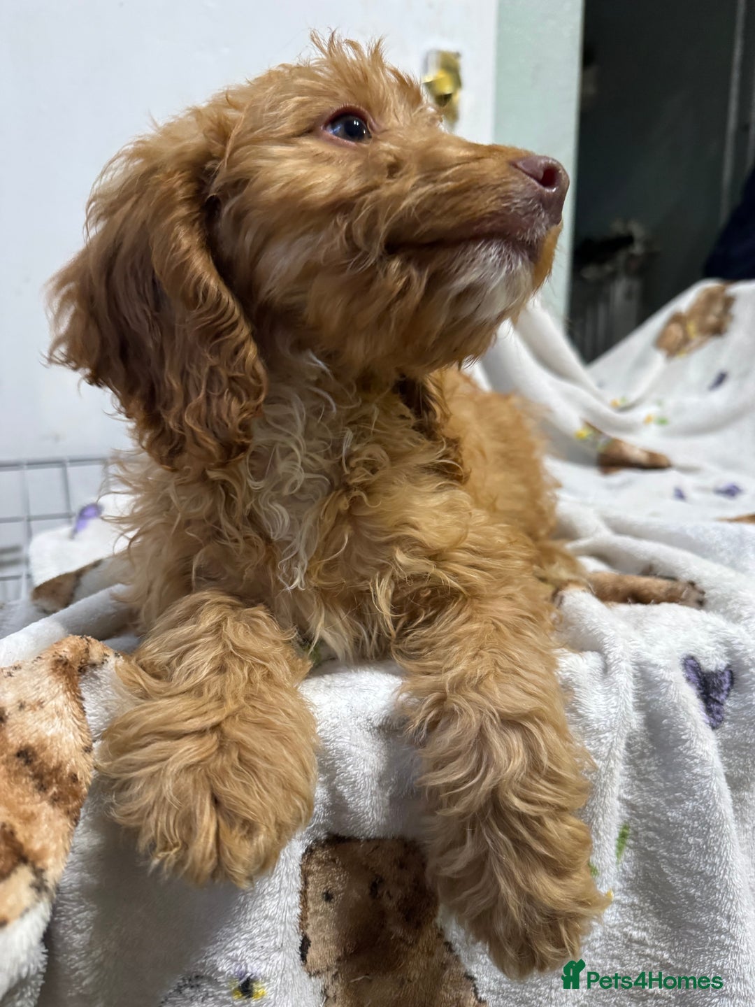 Cockapoo dogs for sale: F1 Cockapoo puppy’s  - Image 10