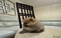 Pomeranian dogs for sale: Cute little pomeranians - Image 9