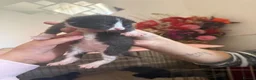 Mixed Breed cats for sale: 3 boys 3 girl kittens  in Scunthorpe - Advert 7
