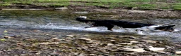 Border Collie dogs for adoption: CHARLIE - COLLIE - FOR ADOPTION IN CORNWALL/DEVON - Advert 9