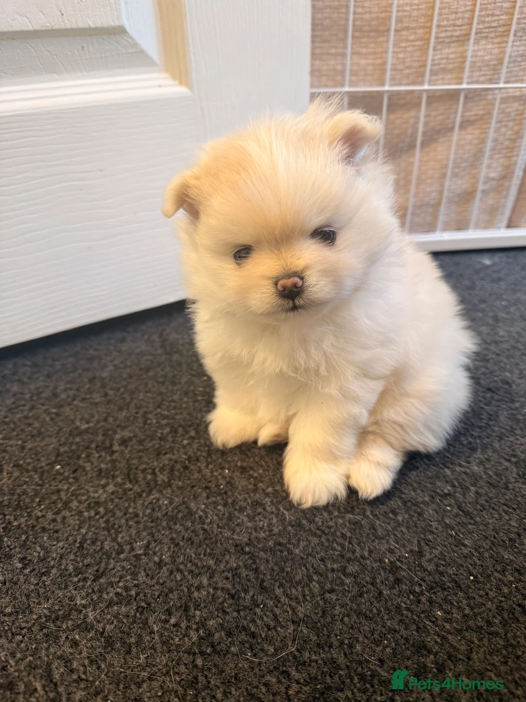 Pomeranian dogs for stud: PROVEN STUD -KC Registered Bear‑Face Pomeranian  - Advert 6