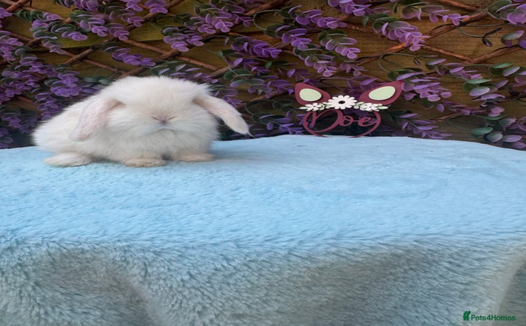 Mini Lop rabbits - Advert 4