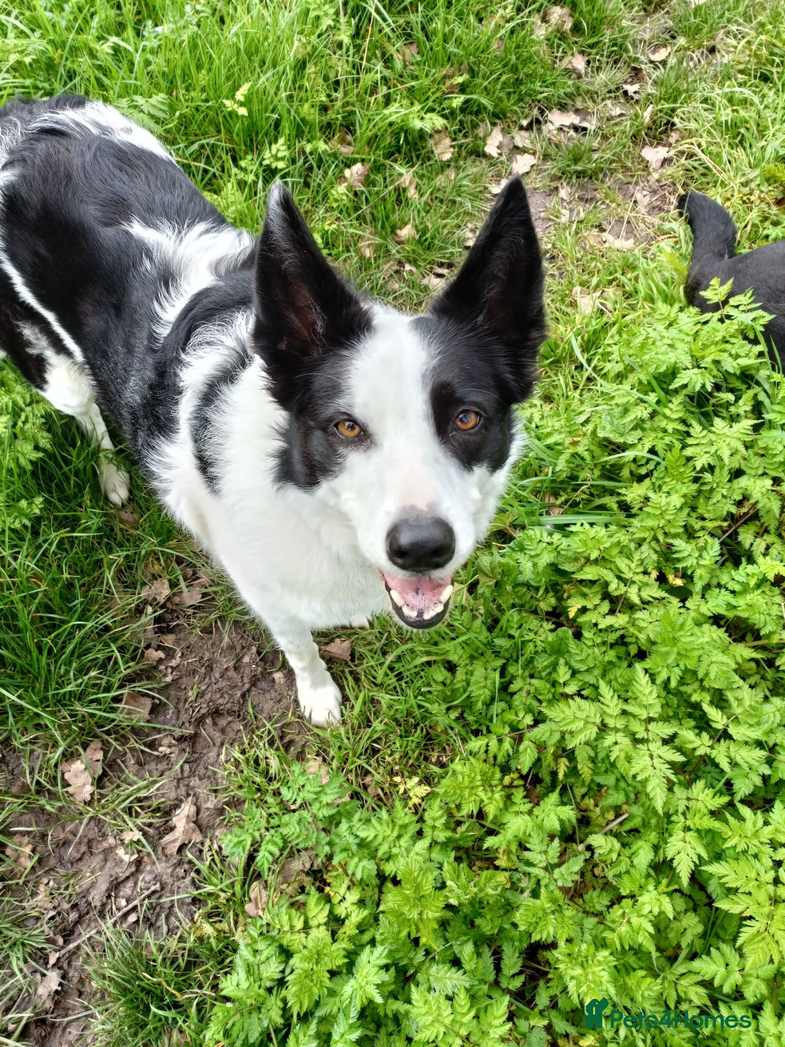 Border Collie dogs Female short haired border collie - Advert 1