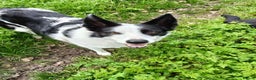 Border Collie dogs for sale: Female short haired border collie - Advert 1