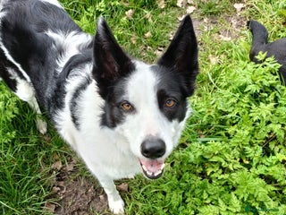Border Collie dogs Female short haired border collie - Advert 1
