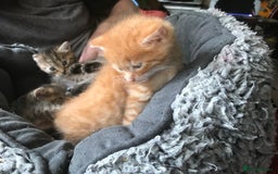 Mixed Breed cats for sale:  Fluffy Ginger Boy & Fluffy Tabby Girl Kitten - Image 2