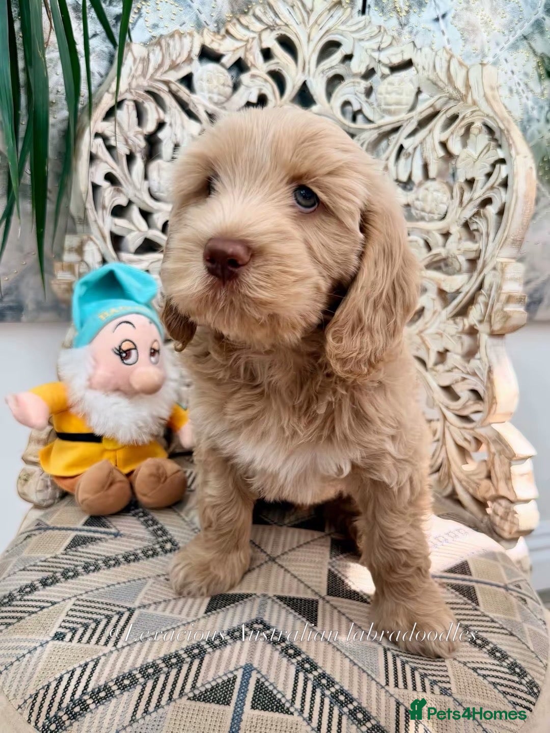 Australian Labradoodle dogs 100% WALA registered Australian Labradoodles - Advert 2