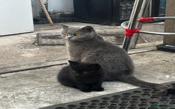 Mixed Breed cats for sale: 3 female kittens ready to go  - Image 15