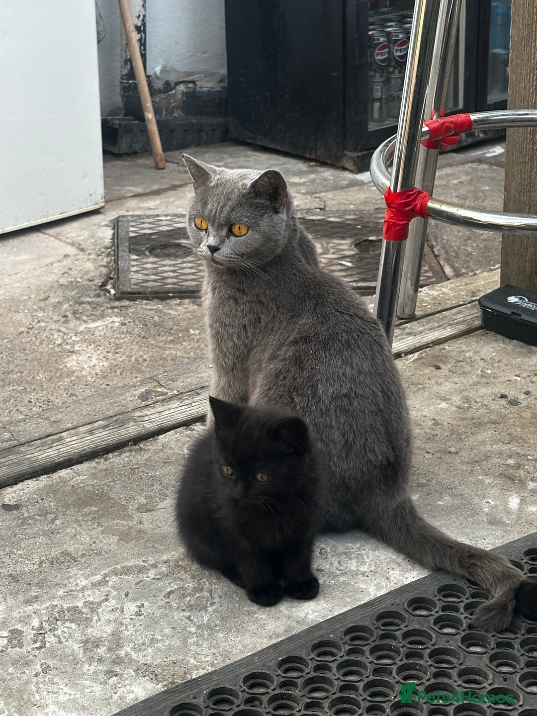 Mixed Breed cats for sale: 3 female kittens ready to go  - Image 15