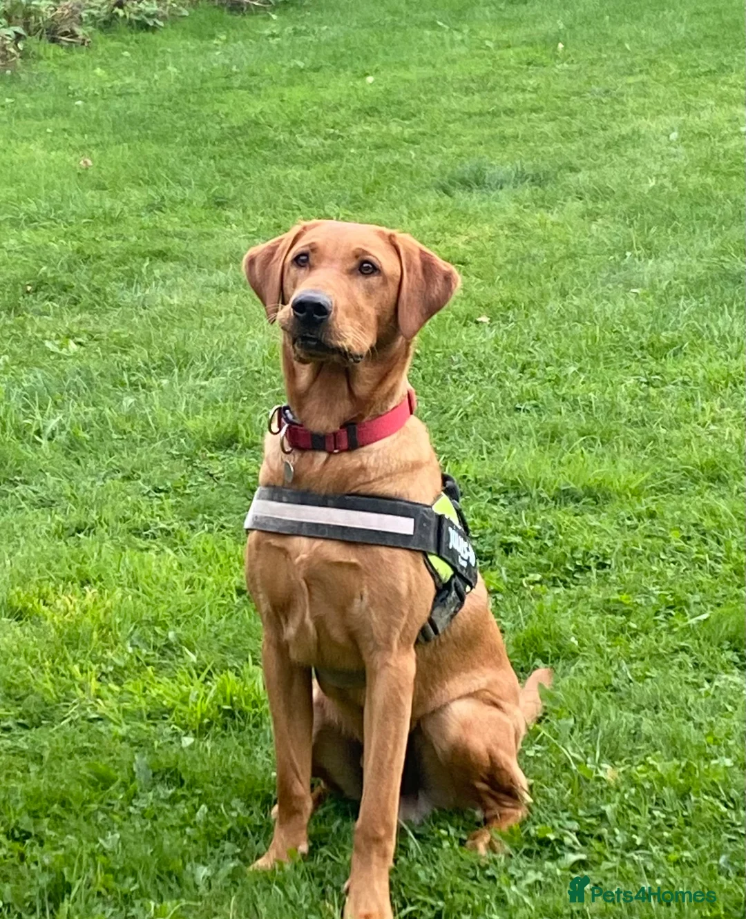 Labrador Retriever dogs for stud: PROVEN KC Health Tested Fox Red Labrador for Stud in Farnborough - Advert 7