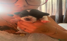 Jack Russell dogs for sale: Jack Russel puppies  - Image 11