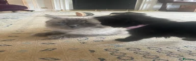 Mixed ragdoll- jellybean-pink