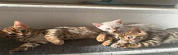 Bengal cats for sale: 3 pure bengals boys available  - Advert 7