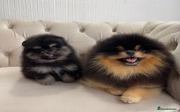 Pomeranian dogs for sale: Unique, extremely rare Pomeranian puppies ✨ - Image 8