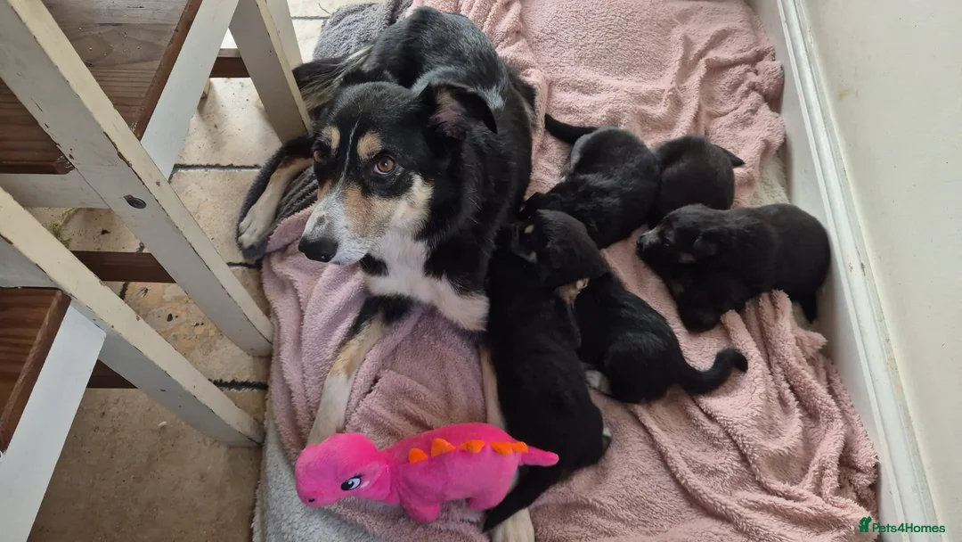 Mixed Breed dogs for sale: 5 shollie pups - Advert 1