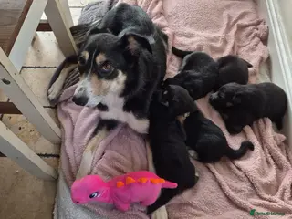 Mixed Breed dogs 5 shollie pups - Advert 6