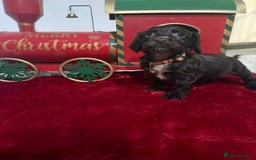 Cocker Spaniel dogs for sale: Working Cocker Spaniel Puppies - Advert 6