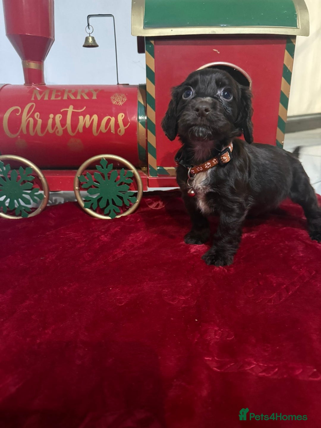 Cocker Spaniel dogs for sale: Working Cocker Spaniel Puppies - Advert 6