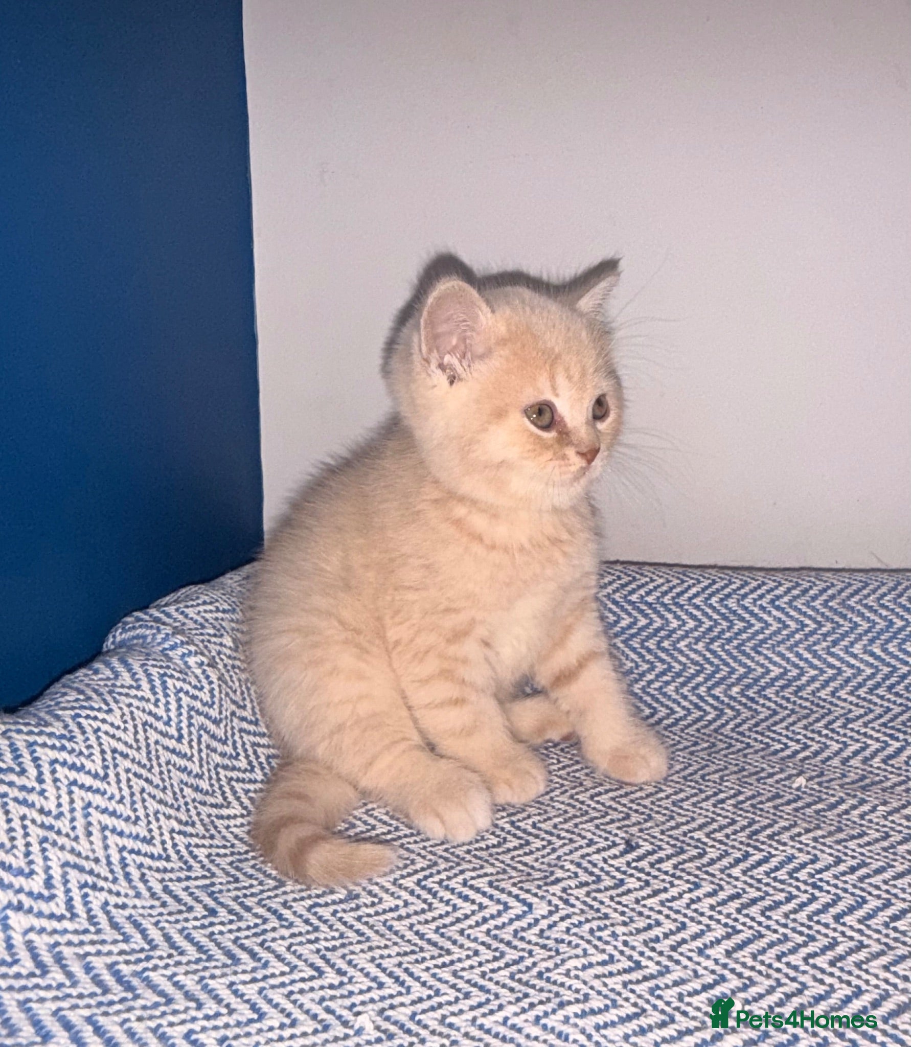 British Shorthair cats GCCF REGISTERED BRITISH SHORTHAIRS  - Advert 1