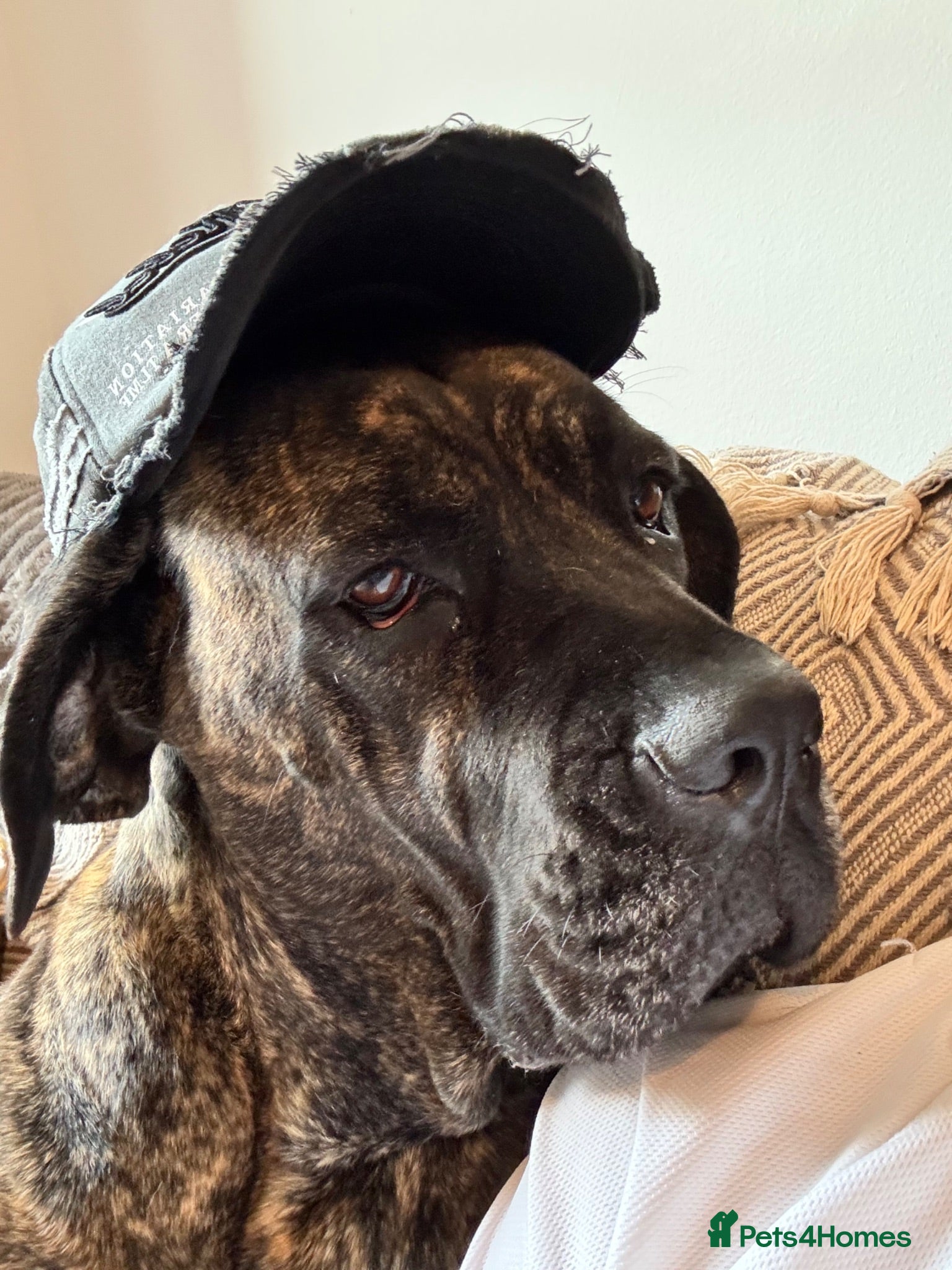 Cane Corso dogs Koda - cane corso - Advert 1